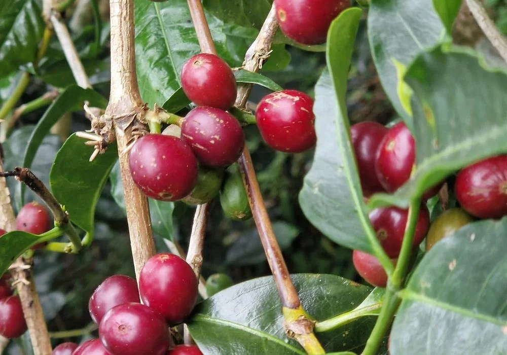 Rijpe rode koffiebessen aan een tak