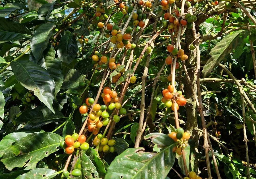 Koffiestruik met takken vol groene, gele en oranje bessen