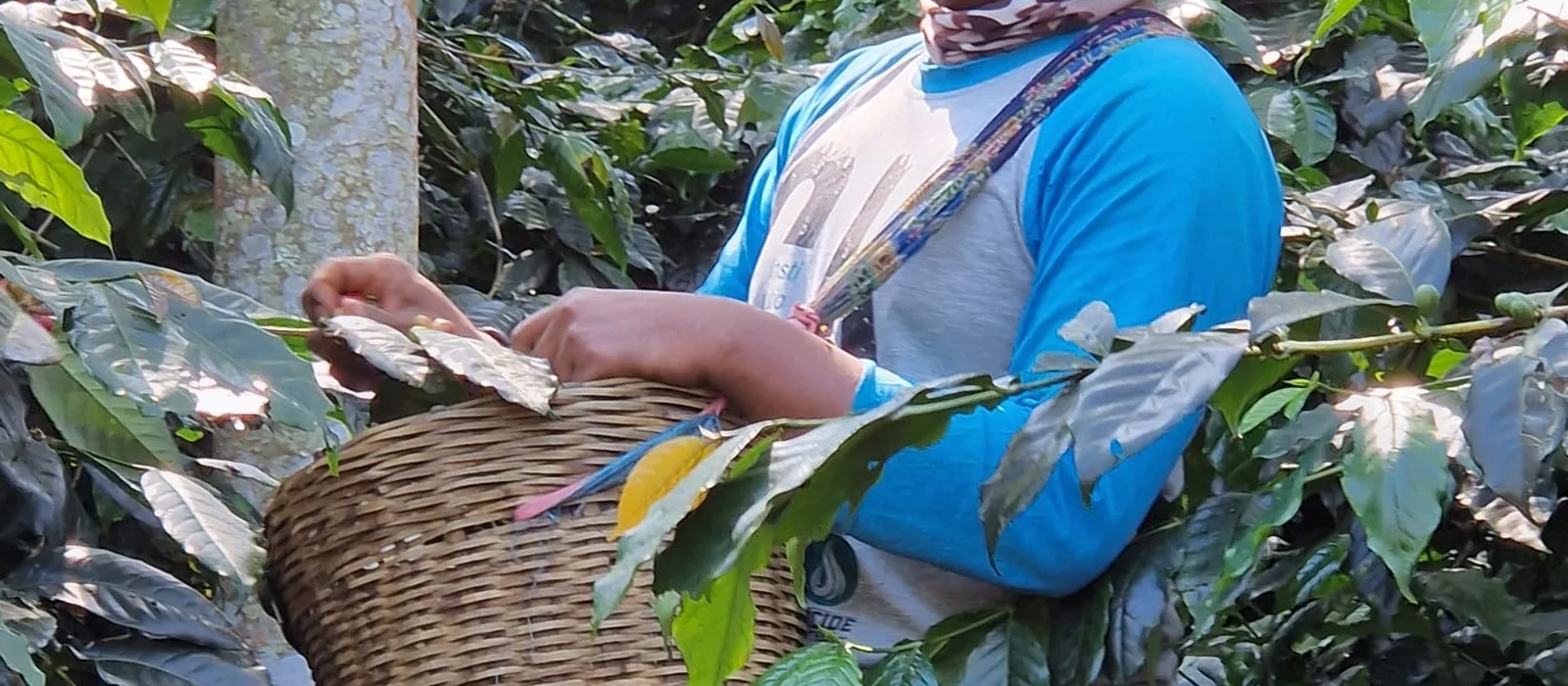 Koffieplukker met rieten mand tussen de koffiestruiken in Indonesië
